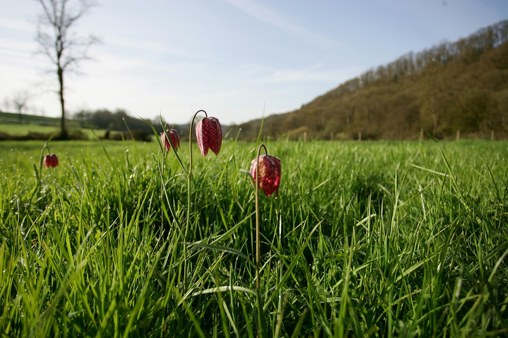 Fritillaires pintade sur la Haute Vallée de l'orne