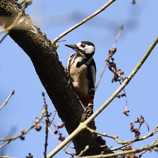 Chant d'oiseaux-BGillot