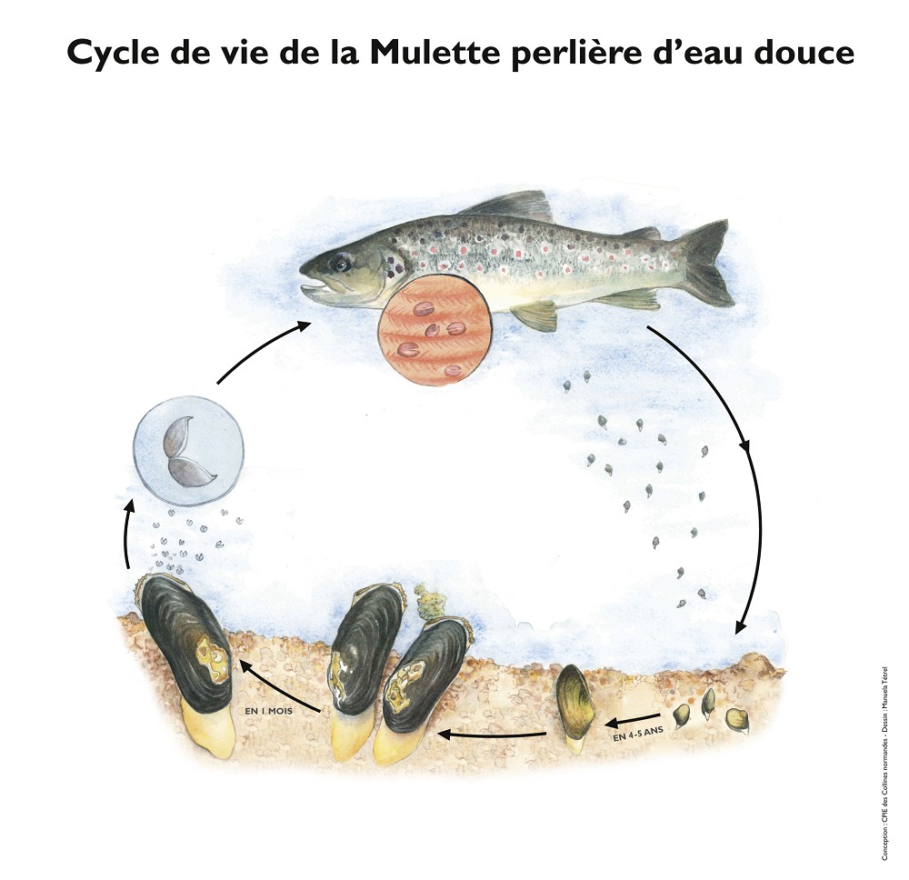 Le cycle de vie de la mulette perlière-MTetrel