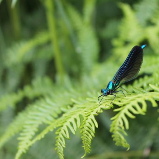 Calopteryx à la Maison du Paysage-MJourdan