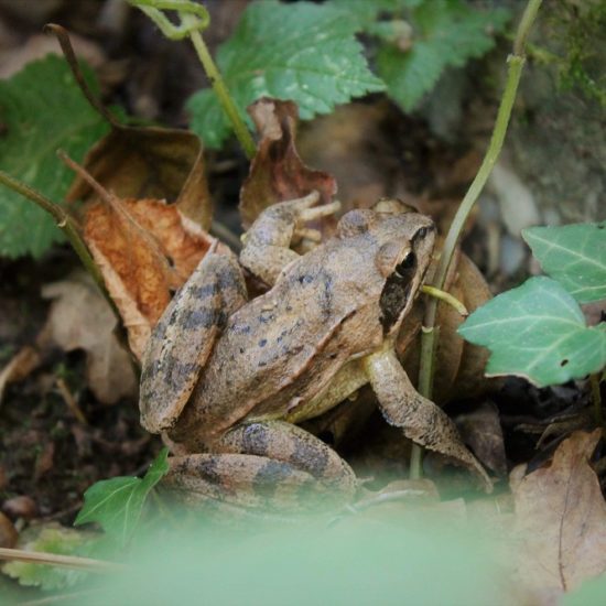 Petite grenouille au Vaudobin-MJourdan