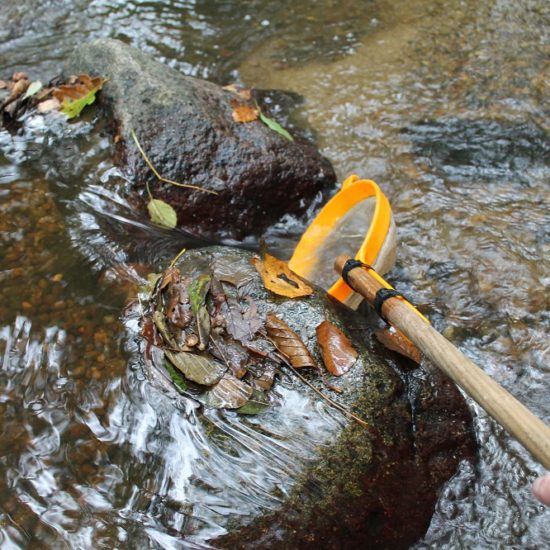 Sortie nature sur les petites betes de l'eau-MJourdan