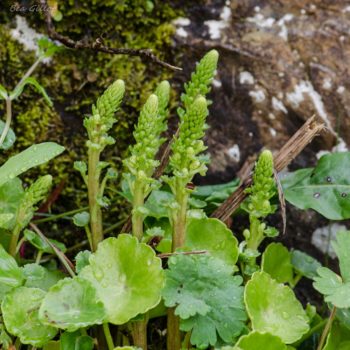 Plantes comestibles-BGillot