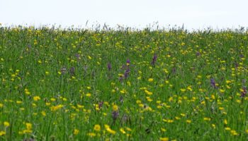 Prairies a Orchis morio dans l'Orne