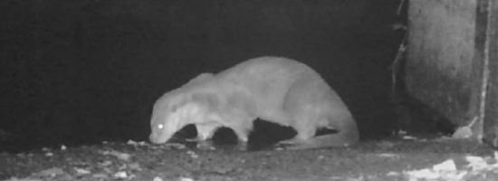 Suivi Loutre dans l'Orne