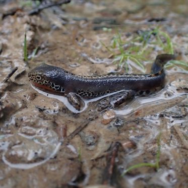 Triton alpestre-ALeguen