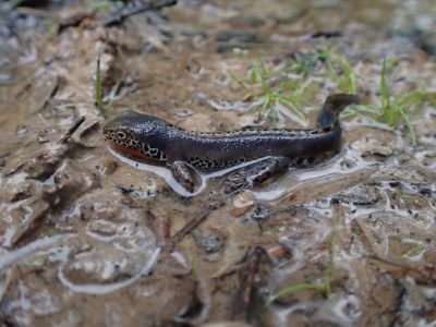 Triton alpestre-ALeguen