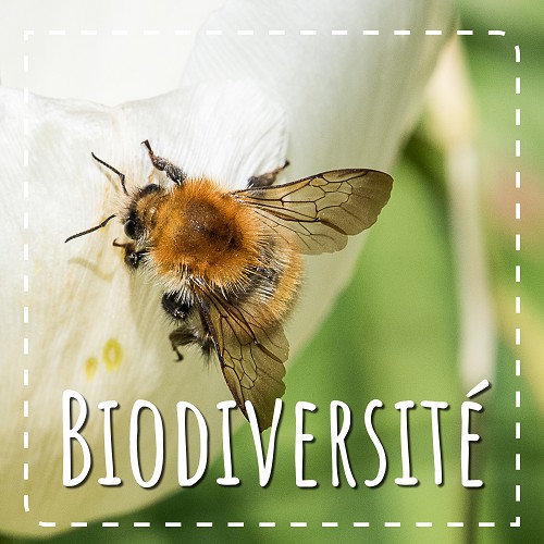 Biodiversite avec le CPIE 61