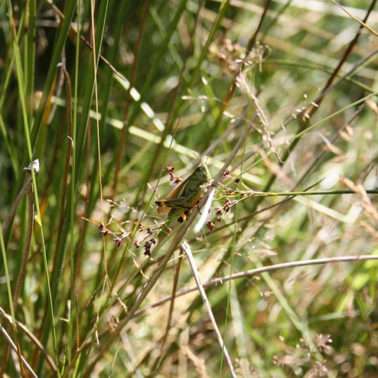 Orthoptère au marais du Grand Hazé-MRicaud