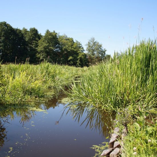 Le marais du Grand Hazé