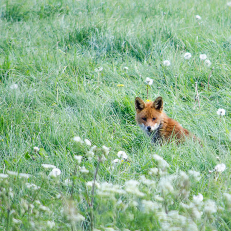 Biodiversité et bocage (c) BGillot