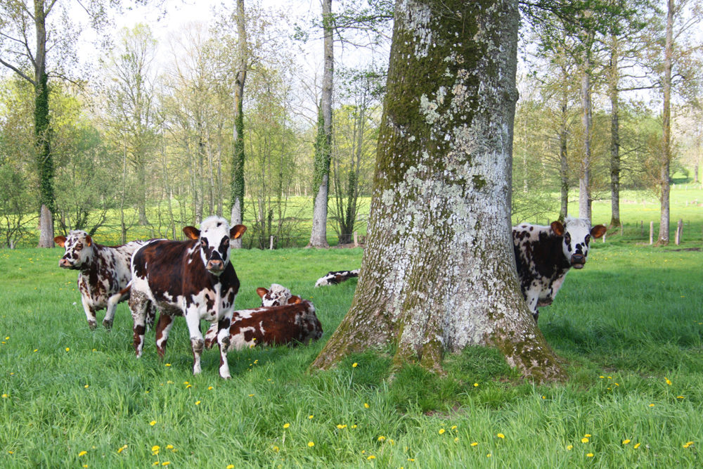 Le bocage terre d'élevage