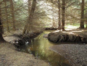 Epiceas-sur-site-natura-2000
