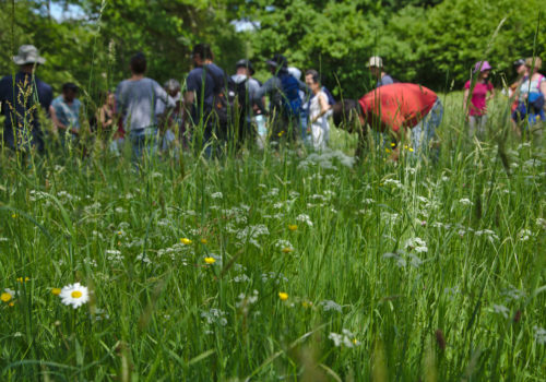 Plantes-utilitaires-comestibles-C-Gouineau
