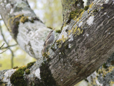 Grimpereau ©MRicaud