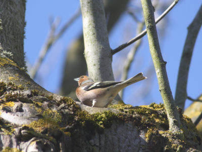 Pinson des arbres ©MRicaud