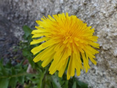 Le pissenlit © MJean