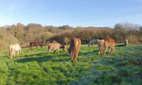 chevaux au pré pendant le confinement