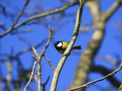 Mésange charbonnière ©MRicaud