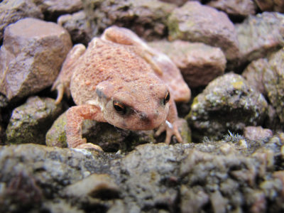 Crapaud commun-CDevulder