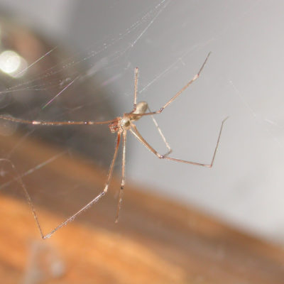 Pholcus-OH-(3)web