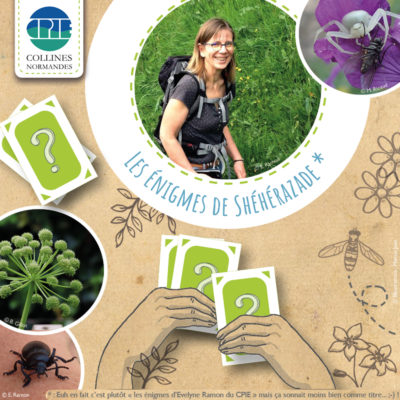 affiche énigmes web