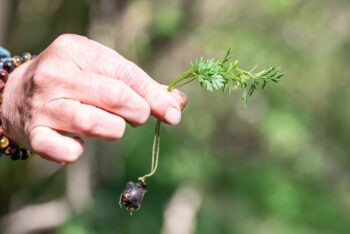 Aux haies citoyens : animation plantes comestibles