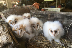 Poussins de chouette effraie