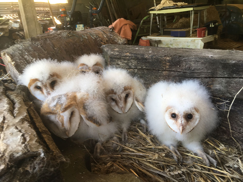 Noctambule dans ma stabul' Poussins de chouette effraie