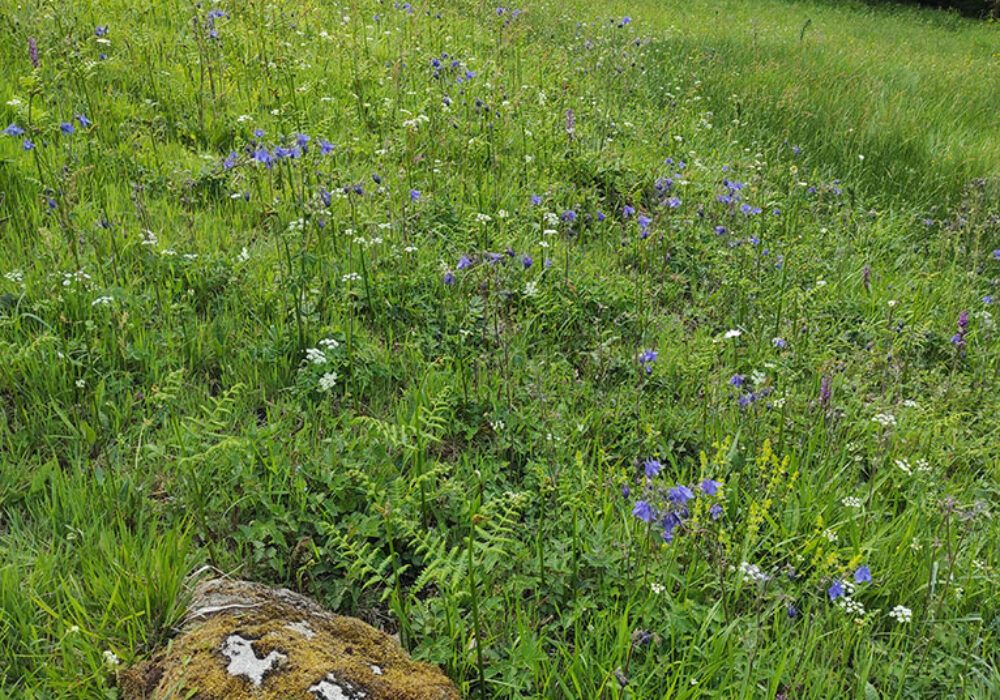 Ancolie en fleurs Valmière VOA