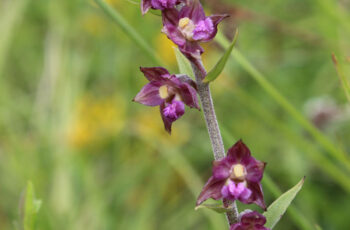 Montormel orchidées