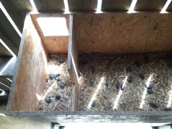 Un noctambule dans ma stabul’_nichoir effraie_J.LAUNAY