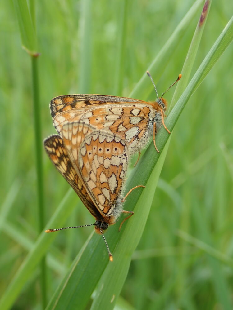 Natura 2000 : Le Damier de la succise