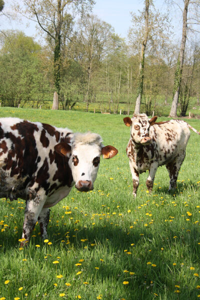PSE (1) deux vaches nous regardent