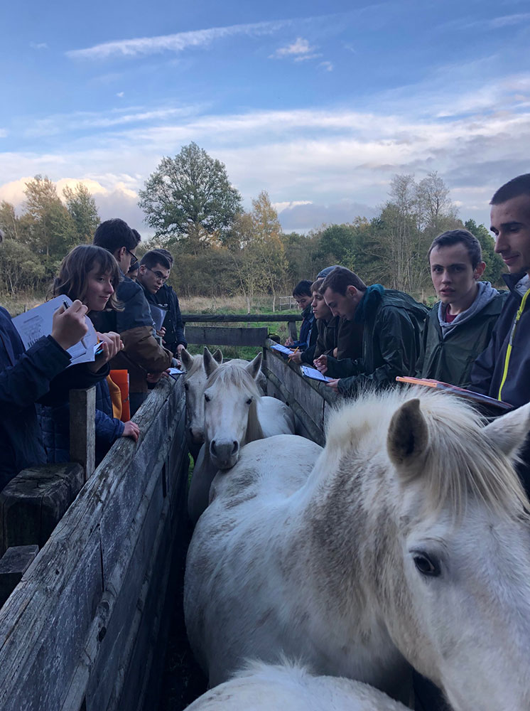Marais du Grand Hazé : les chevaux passent la visite médicale...