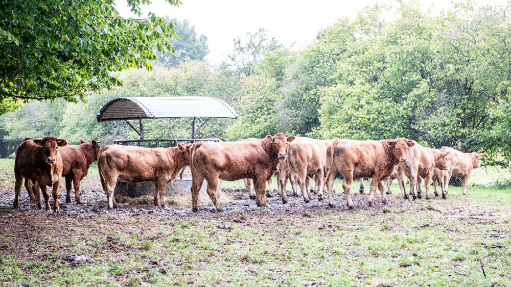 MAEC_2023_Béatrice_Gillot_web Vaches