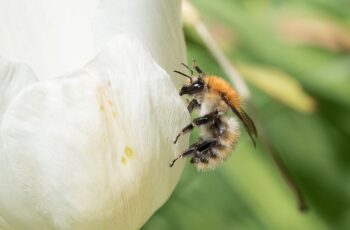 Aventure-de-fleur-en-fleur-BGillot