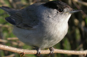 Chant-des-oiseaux-1
