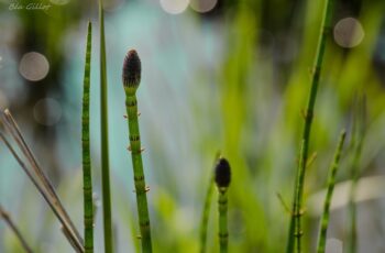 Droles-de-plantes