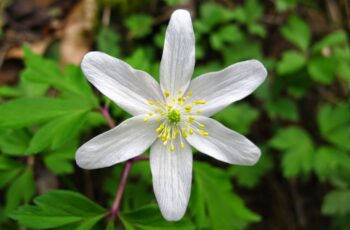 Herbier-du-printemps