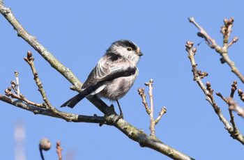 Le-chant-des-oiseaux-BGillot