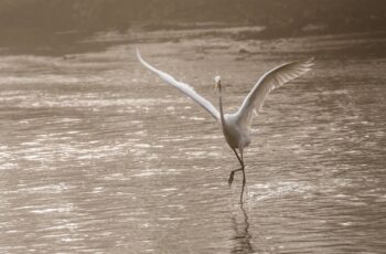 Les-oiseaux-du-marais-BGillot