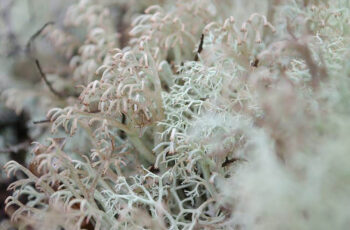 Lichens-un-monde-fantastique
