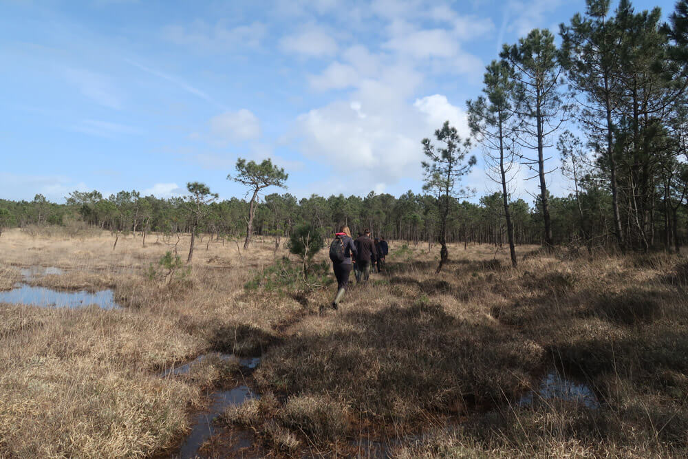 Cheminement le long d’un circuit d’observation des reptiles suivi depuis plusieurs années par le CPIE 50 sur les landes de Lessay (50)