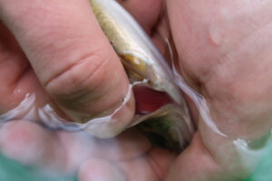 Mesure des truites fario pêchées sur le cours et vérification des branchies avant de les remettre à l’eau.