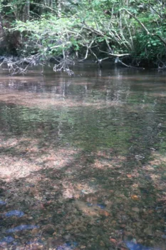 Portion favorable à la présence de la mulette perlière sur un des cours d’eau abritant l’espèce. Ce secteur avait été repéré lors des prospections dans le cadre du programme européen Life+ “Conservation de la moule perlière d’eau douce du Massif armoricain”, en 2011.