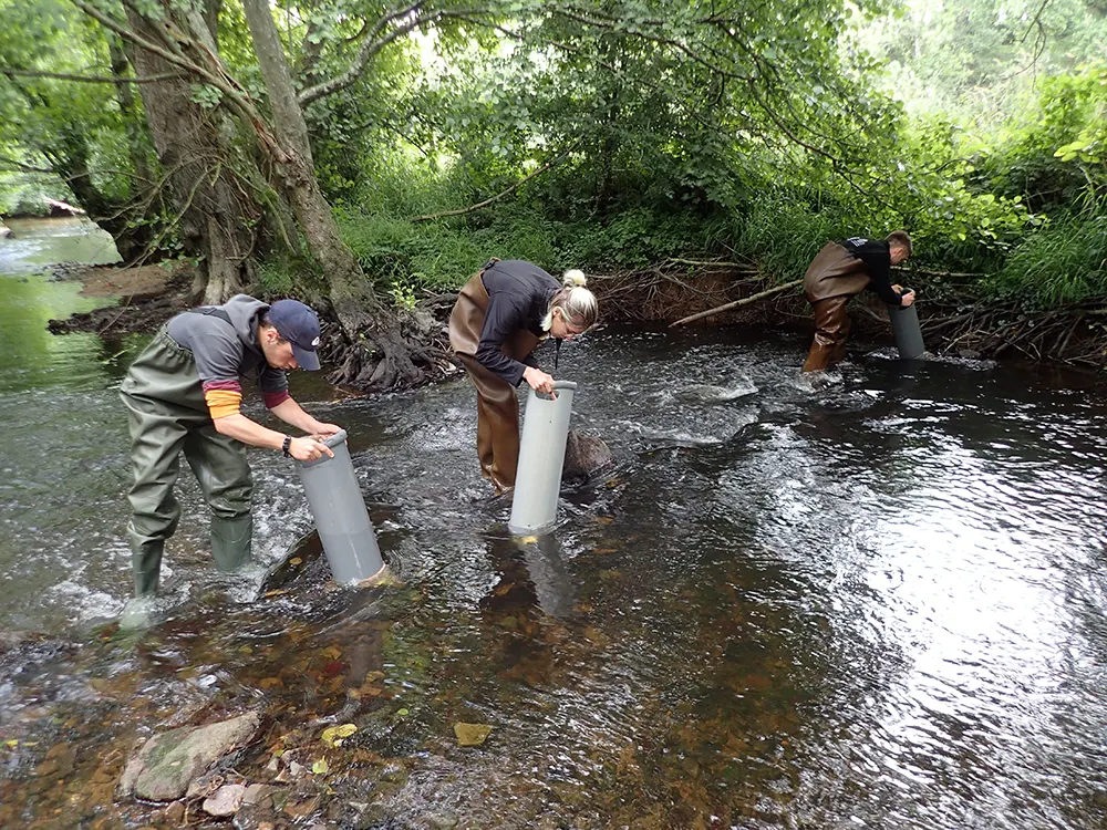 Prospections sur un tronçon de cours d’eau au niveau de la commune de Rouvrou. Ces dernières sont réalisées avec un aquascope, permettant de voir au travers du courant.