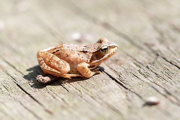 beagillot_grenouille_agile_MGH-web