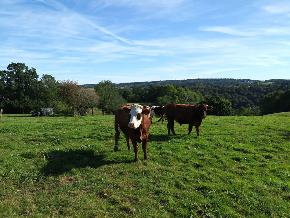 Des MAECs pour le bocage normand