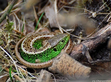 Photo de lézard des souches